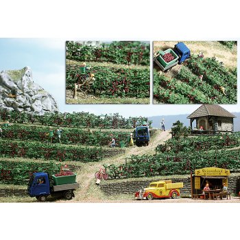 Weinreben (15 Stück)