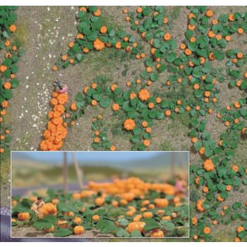 Kürbisfeld, 80 Kürbisse mit Ranken