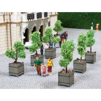 Zierbäume in Kübeln