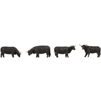 Hochlandrinder, schwarz