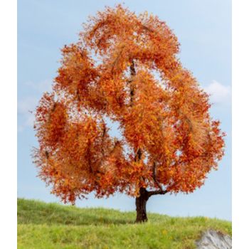 Ahorn, herbstlich, 15 cm hoch