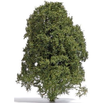 Filigranbusch, Spätsommer, ca 15 cm hoch