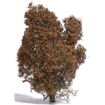 Filigranbusch, Herbst, ca 15 cm hoch