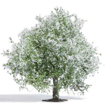 Apfelbaum, blühend, 75 mm hoch