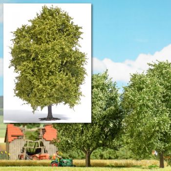 Buche, Höhe 12,5 cm, Frühling