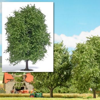 Buche, Höhe 12,5 cm, Sommer