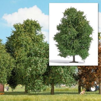 Espe - Spätsommer, 15 cm hoch