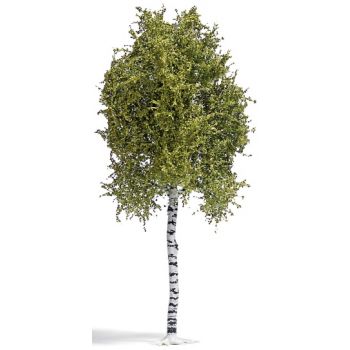 Birke - Frühling, 117 cm hoch