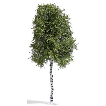 Birke - Sommer, 117 cm hoch