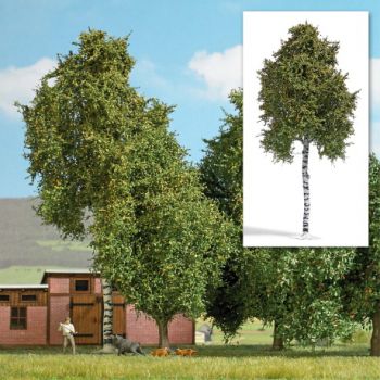 Birke - Spätsommer, 17 cm hoch