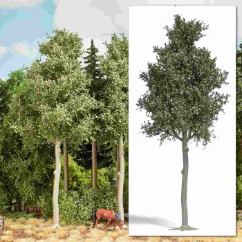 Waldbuche, Höhe 170 mm