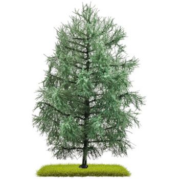 Tanne, 210 mm hoch