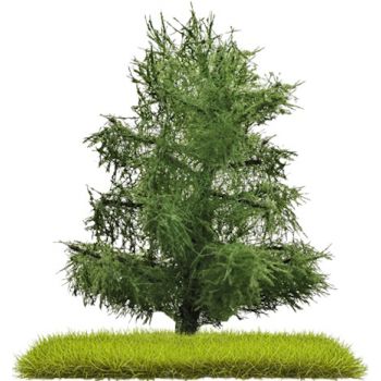 2 Fichten, 80 mm hoch