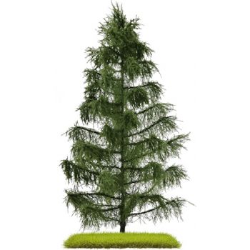 Fichte, 210 mm hoch