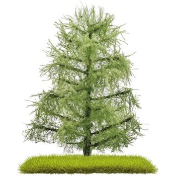 2 Lärchen, 80 mm hoch, Sommer