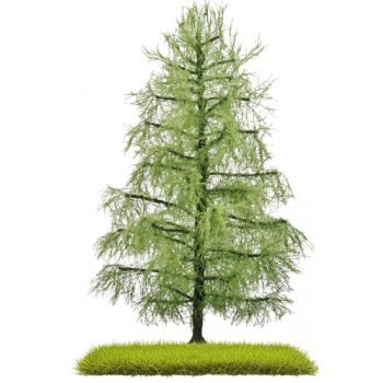 Lärche, 140 mm hoch, Sommer