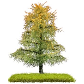 2 Lärchen, 80 mm hoch, Spätsommer