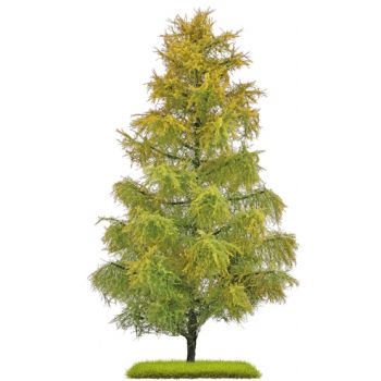 Lärche, 210 mm hoch, Spätsommer