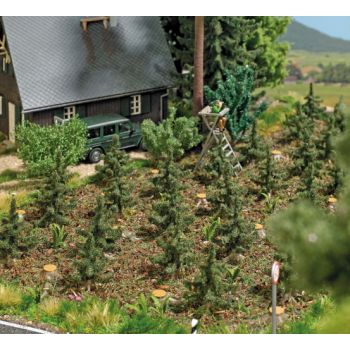 Aufforstung, 15 junge Fichten 20-25 mm hoch, 10 Baumwurzeln