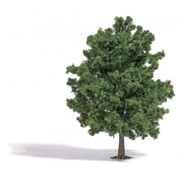 Große Eiche, Höhe 22 cm