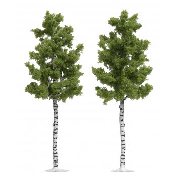 Birken (2 Stück, ca. 16,5 cm hoch)