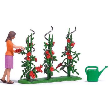 Tomatenernte, Frau die Tomaten erntet, mit 3 Tomatensträuchern und Rankhilfen (2,5 cm hoch) sowie Gießkanne