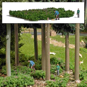 Waldheidelbeeren pflücken, Mann und Mädchen, die Beeren von einem Feld mit Waldheidelbeeren (ca. 80 x 70 mm) pflücken, mit Sammelkörben