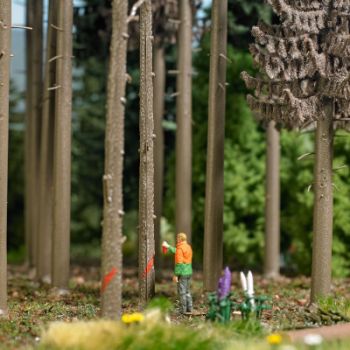 Forstmarkierungen, Förster, der Bäume mit einer Sprühdose zur Abholzung markiert, mit 3 markierten Stämmen und Wurzeln